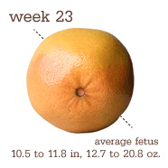 23 week fetus is the size of a grapefruit
