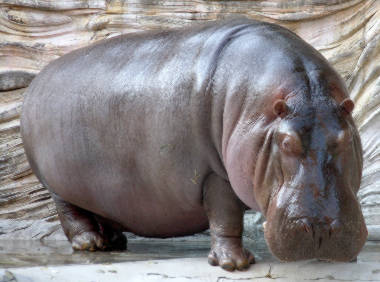 feeling like a hippo at 33 weeks