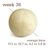 baby at 36 weeks is the size of a honeydew