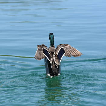 Ducks landing on lake