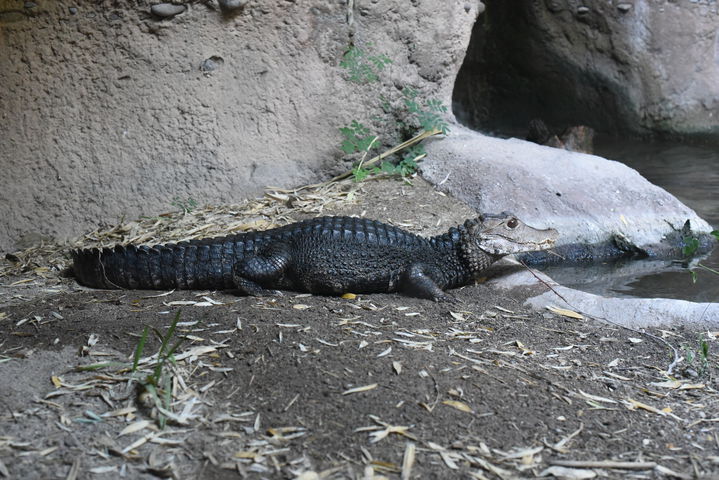 Alligator at Reid Zoo