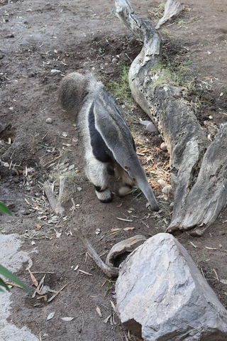 Anteater at Reid Zoo