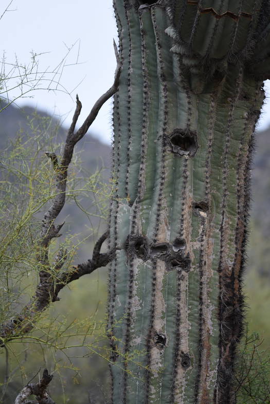Sonoran Desert cactus