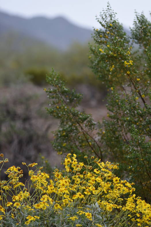 Sonoran Desert yellow daisies