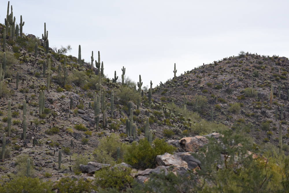 Saguaro cacti in the Arizona Sonoran desert